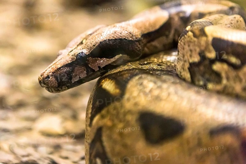 Boa constrictor, a species of large, heavy bodied snake