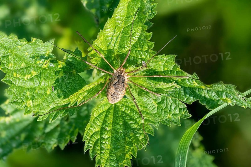 Close-up of a weaver Phalangium opilio sitting on a stinging nettle