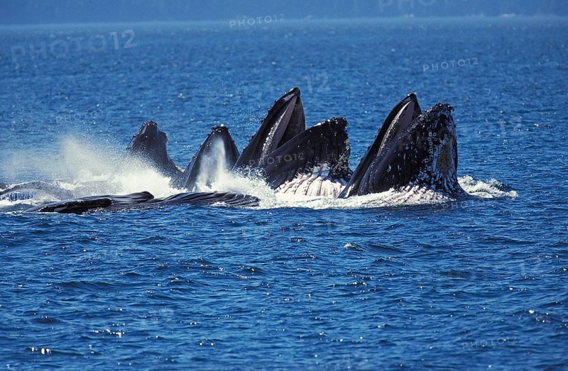 Humpack Whale (megaptera novaeangliae), Group Bubble Net Feeding, Open Mouth to Catch Krill, Alaska