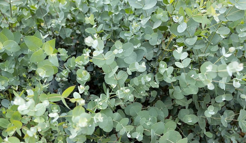 Fresh Eucalyptus Gunnii background. Cider Gum growing on garden