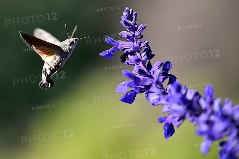 Pigeon tail (Macroglossum stellatarum)