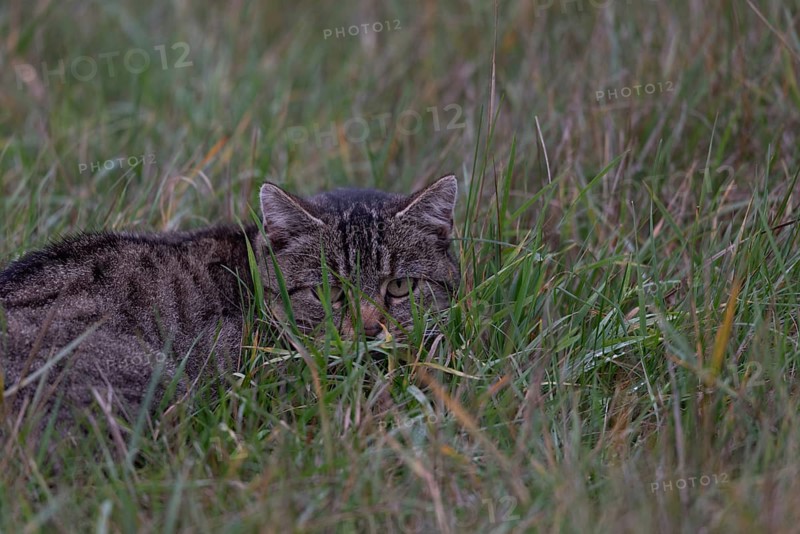 Cat in tall grass, Germany, Europe