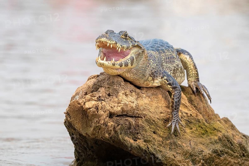 Spectacled caiman (Caiman crocodilus yacara), Crocodile (Alligatoridae), crocodile (Crocodylia), animal sunbathing on a rock in the water, Pantanal, inland, wetland, UNESCO Biosphere Reserve, World Heritage Site, wetland biotope, Mato Grosso, Brazil, South America