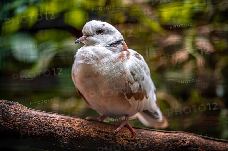 A african collared dove (Streptopelia roseogrisea) sits on a branch in the green forest. The background is pixelated, Eisenberg, Thuringia, Germany, Europe