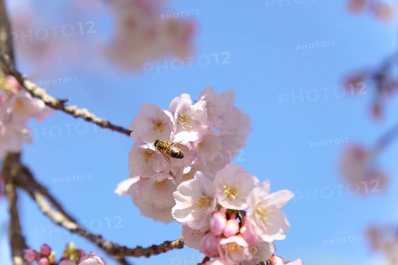 Close-up of a bee in flight pollinating cherry blossoms with blue sky in the background