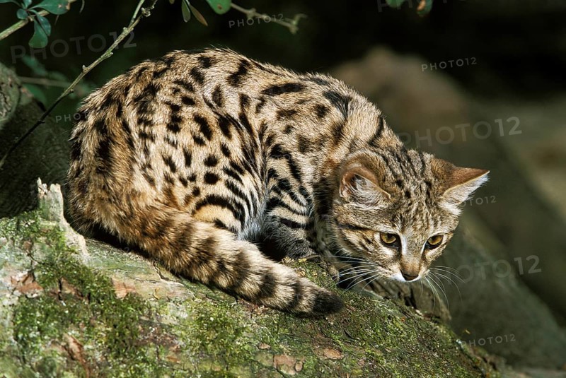 Black-footed cat (felis nigripes), adult