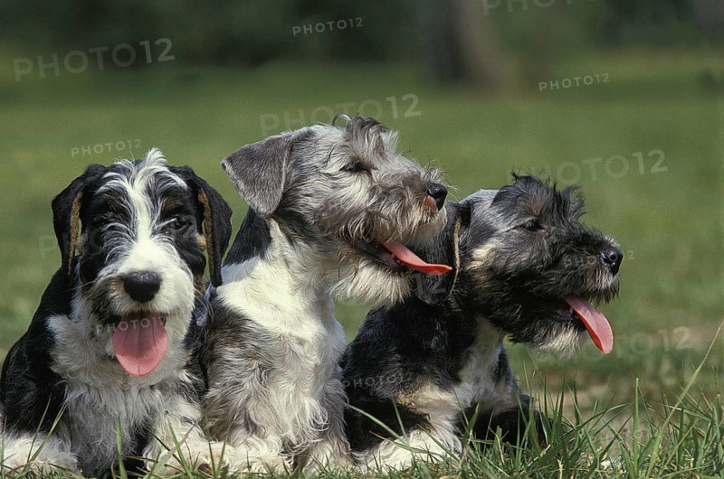 Czech terriers, Cesky terriers, pedigree dogs, terriers, pet dogs, pets, mammals, animals, Cesky Dog sitting in Graß