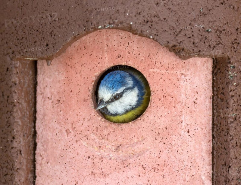 Head of a Blue Tit bird looking out of the birdhouse