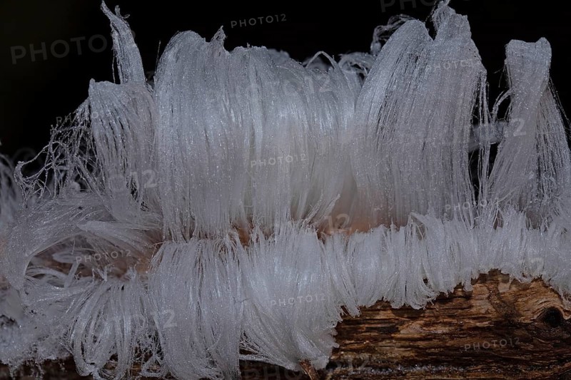Hair ice fruiting bodies white wavy ice needles on tree trunk
