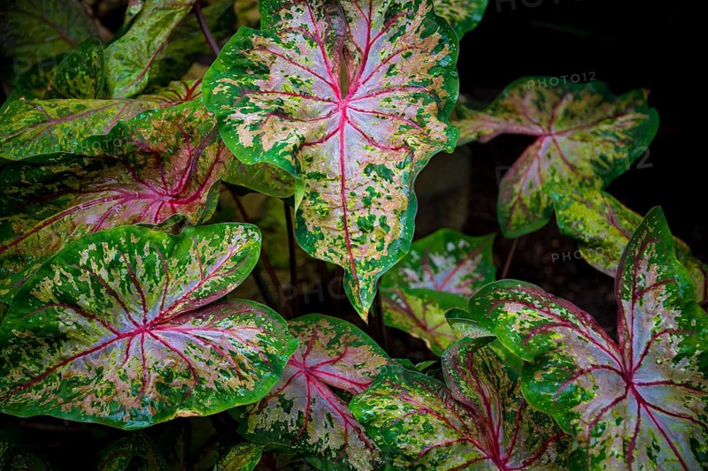 Leaves of colorful caladium, latin name caladium bicolor, also called Heart of Jesus