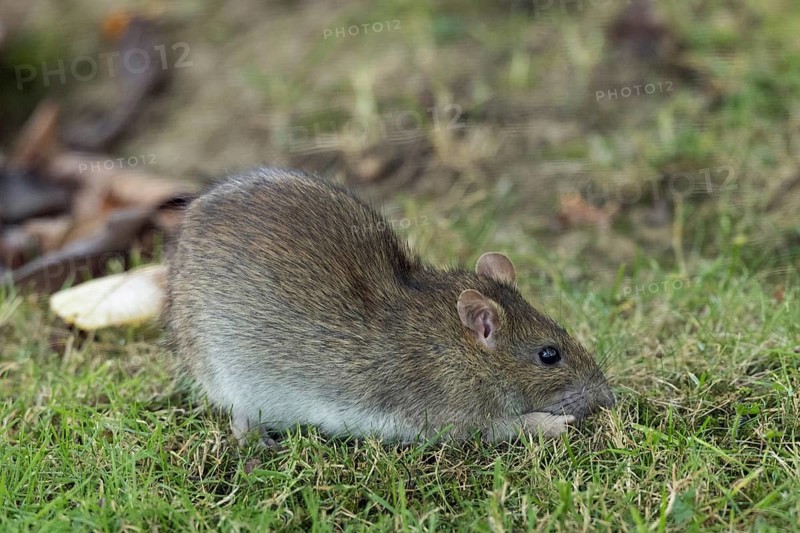 Norway rat sitting in green grass looking right