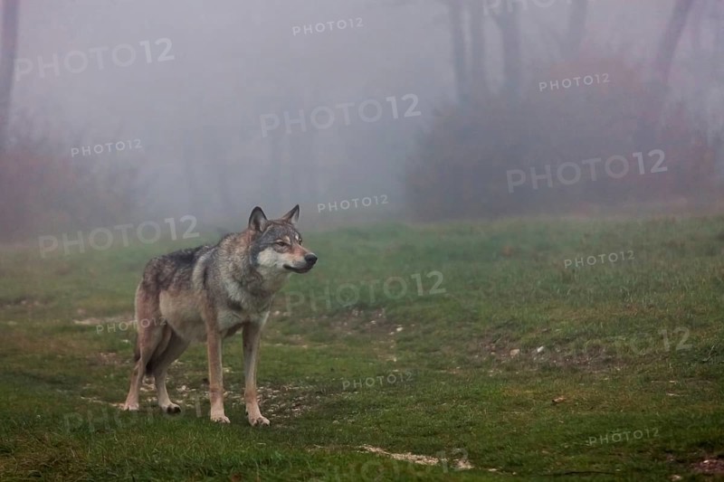 Wolf standing in a field in autumn