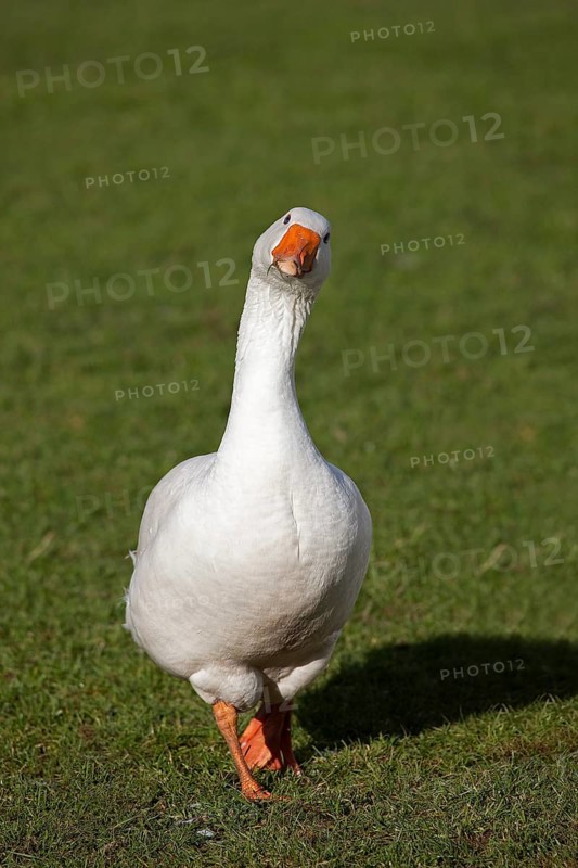 Norman domestic goose, a French breed from Normandy, male
