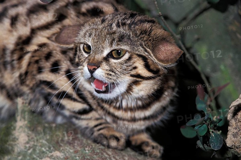 Black-footed Cat (felis nigripes), Snarling