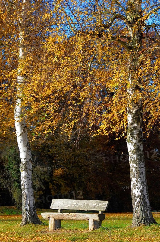 Birch tree in autumn colour, wooden bench