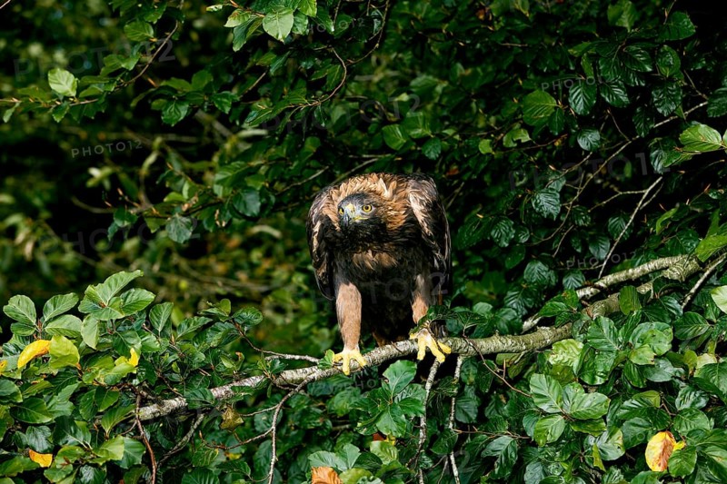 Golden Eagle (aquila chrysaetos), Adult standing on Branch