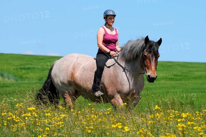 Rider and Rhenish-German cold-blood, cold-blood horse, without saddle, riding helmet