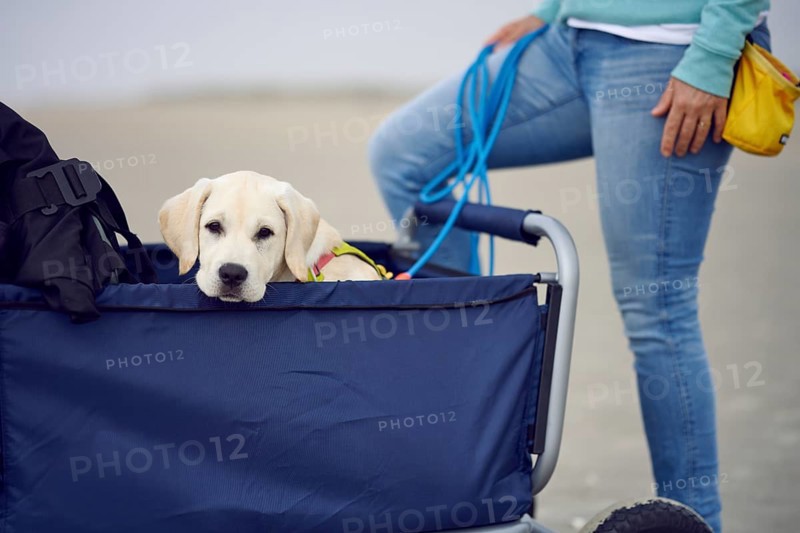 Adorable little blond puppy sittinging a stroller looking ove the edge at the camera while outdoors on a walk