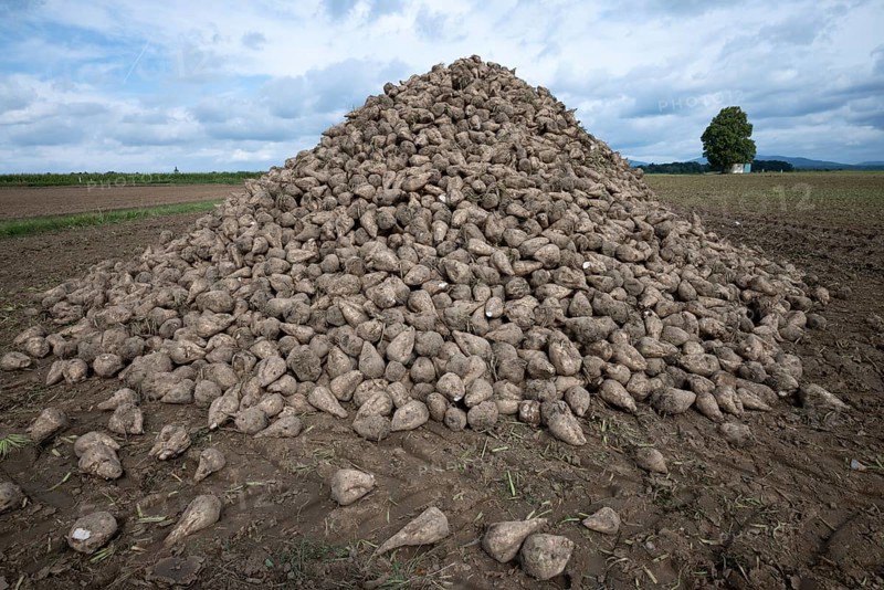 A pile of sugar beet (Beta Vulgaris) lies in the field after harvesting ready for transport to the sugar factory in Plattling, Lower Bavaria, Germany, Europe