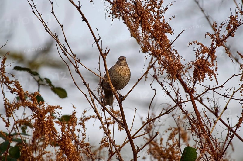 Blackbird (Turdus merula) surrounded by dry branches in winter landscape, Wismar-Kluß pond area, Wismar, Mecklenburg-Western Pomerania, Germany, Europe