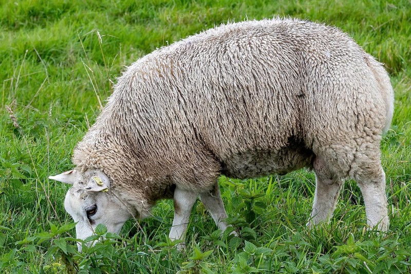 Sheep in the field