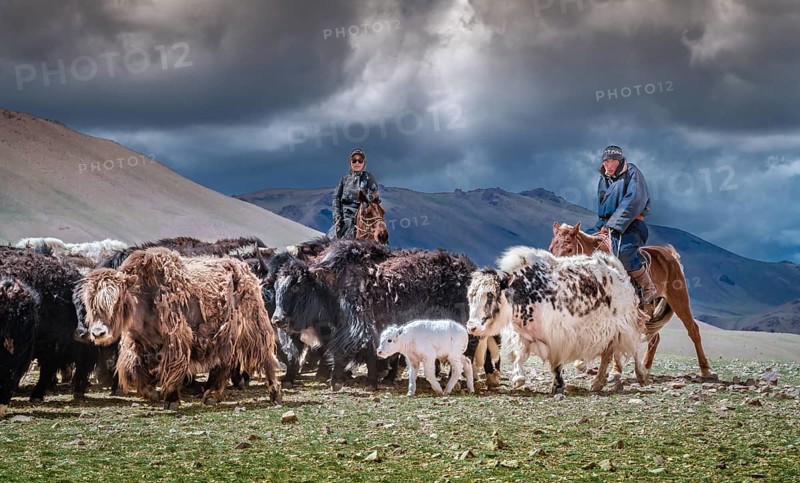 Nomads passing them yaks to the pasture. Gobi-Altai province, Mongolia, Asia