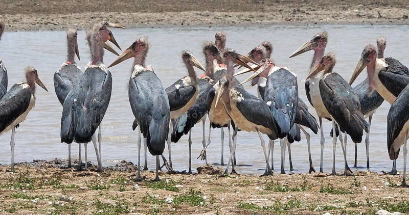 Marabou Stork (leptoptilos crumeniferus), Group near Water, Nairobi Park in Kenya