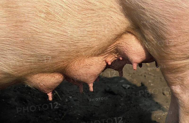 Large White Domestic Pig, Close up of Teats