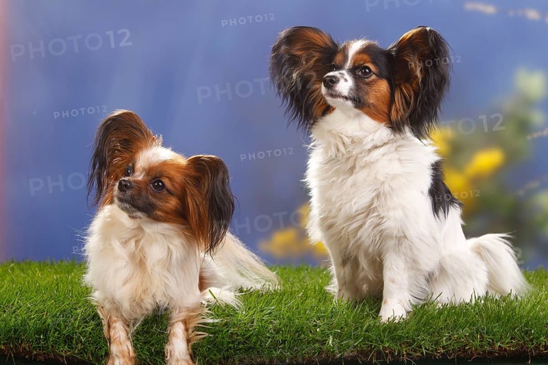 Papillons, Bitches, Mature and 8 Months, Young Dog, Butterfly Doggy, Continental Dwarf Spaniel