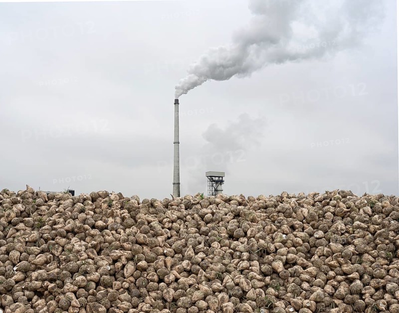 Sugar beet (Beta Vulgaris) as a beet bunker lying on a long pile in the field in front of the Südzucker factory in Plattling, sugar refinery