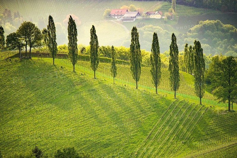 South styria vineyards landscape, near Gamlitz, Austria, Eckberg, Europe. Grape hills view from wine road in spring. Tourist destination, travel spot, Europe
