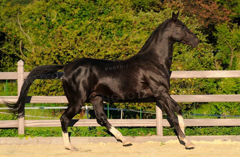 Achal-Tekkiner, stallion, black stallion, lateral