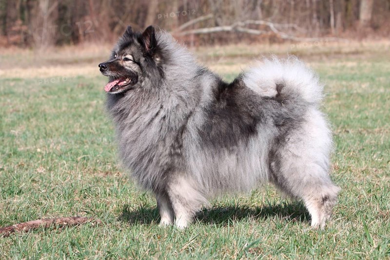 Wolfsspitz, Wolfspitz, lateral