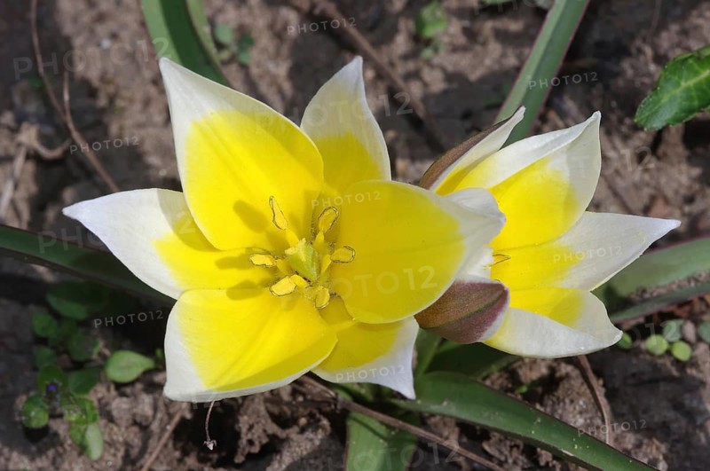 Wilde Tulpe (Tulipa sylvestris)