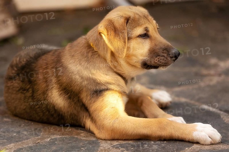 Dog puppy with sad eyes lying in the shelter, waiting for adoption, close-up portrait