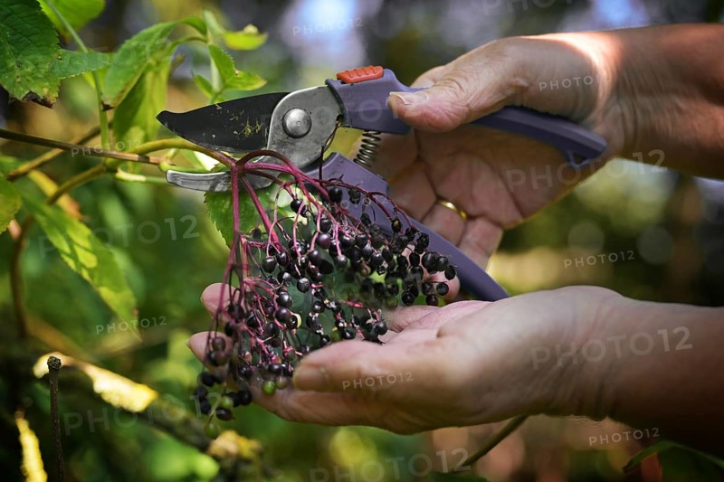 Hands harvesting elderberries with garden shears in autumn for cooking healthy juice, jelly or soup, copy space, selected focus, narrow depth of field
