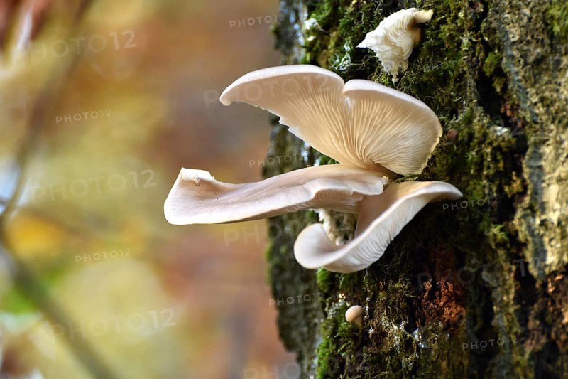 Oyster mushrooms (Pleurotus ostreatus) on a tree in autumn forest of the Hunsrück-Hochwald National Park, Rhineland-Palatinate, Germany, Europe