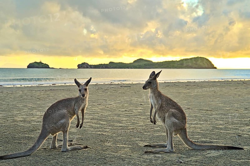 Kangaroo during sunrise at Cape Hillsborough. They disappear as soon as it becomes too hot