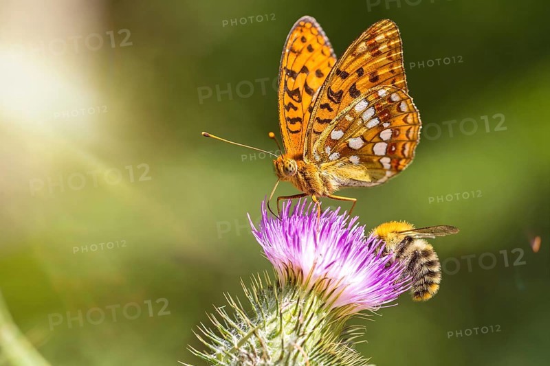 Closeup macro shot of a beautiful colourful Dark Green Fritillary butterfly and bee on a thistle flower with scenic sun rays