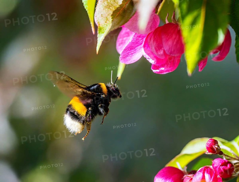 Macro of a bumblebee flying to a pink apple blossom
