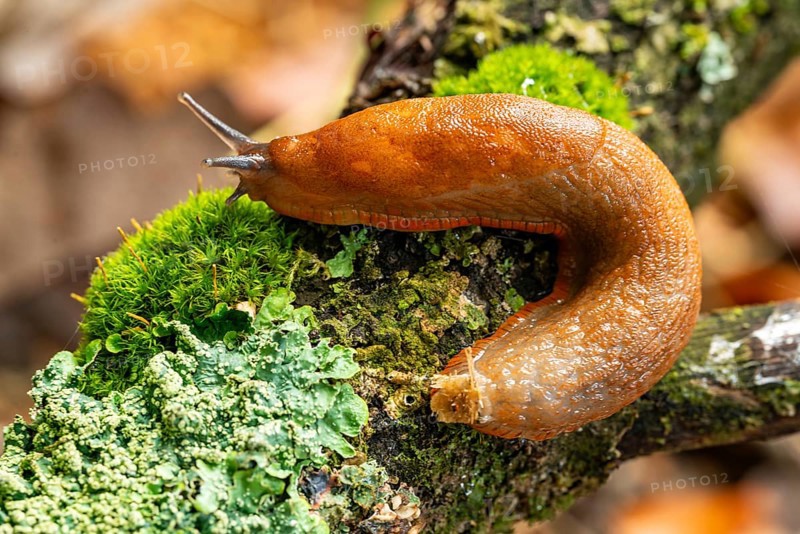 Slug (Spanish slug, Arion vulgaris) crawling on a moss-covered branch with lichens, detailed close-up, North Rhine-Westphalia, Germany, Europe