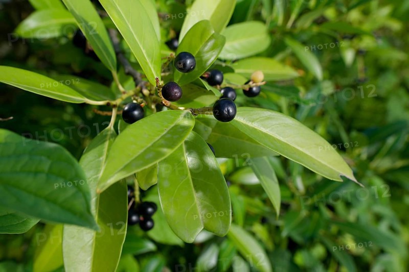 Laurel cherry (Prunus laurocerasus), poisonous plant, Schwäbisch Hall, Hohenlohe, Heilbronn-Franken, Baden-Württemberg, Germany, Europe