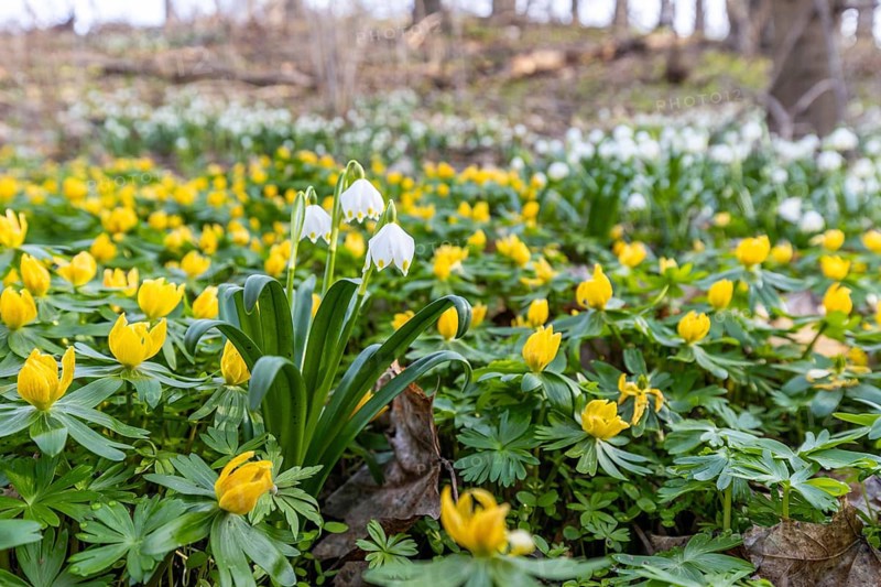 Early bloomers Winter aconites and spring snowflakes Zehling nature reserve Ballenstedt