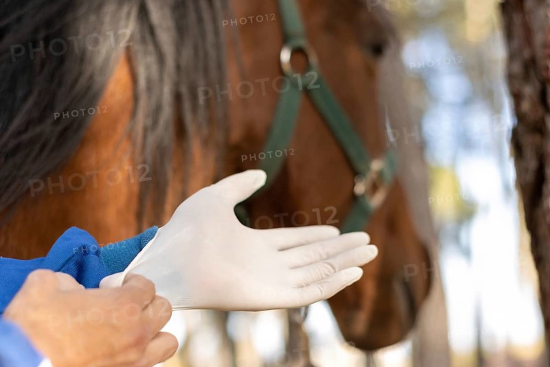 Close-up of a veterinarian putting on gloves to vaccinate and treat the horse, horse on background