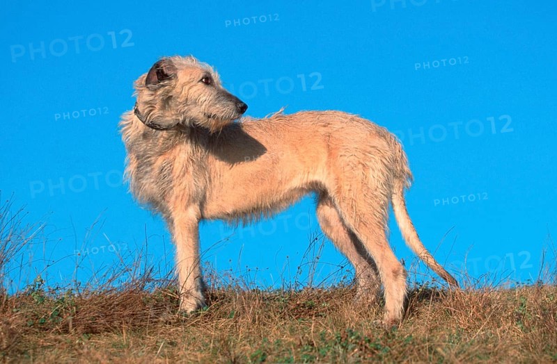 Irish Wolfhound, page