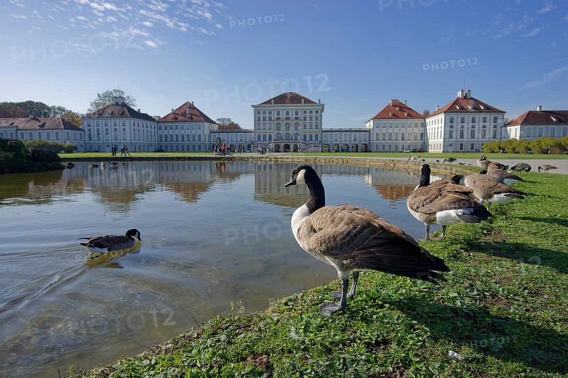 Canada geese in front of Nymphenburg Palace, Munich, Bavaria, Free State, Isar, Germany, Europe