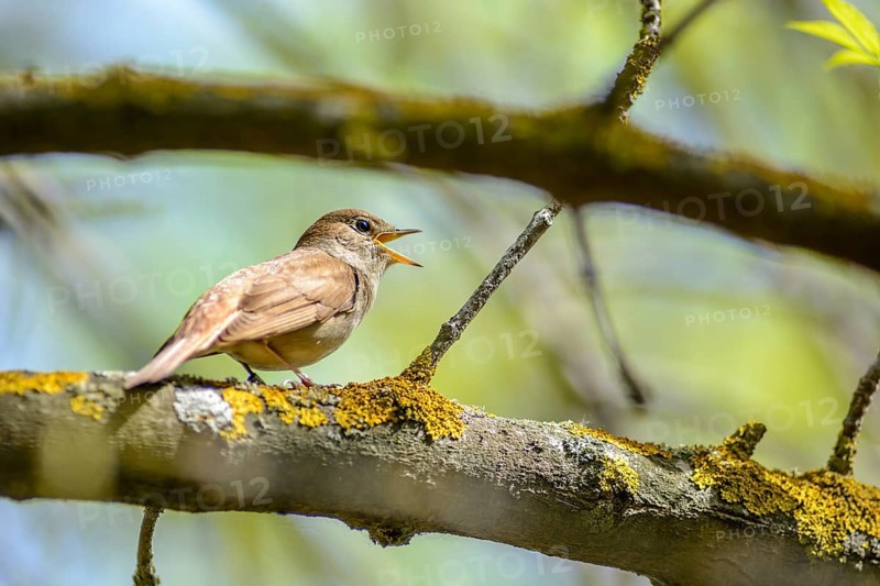 The nightingale sings, having opened a beak, sitting on a branch in a nature reserve in the Camargue