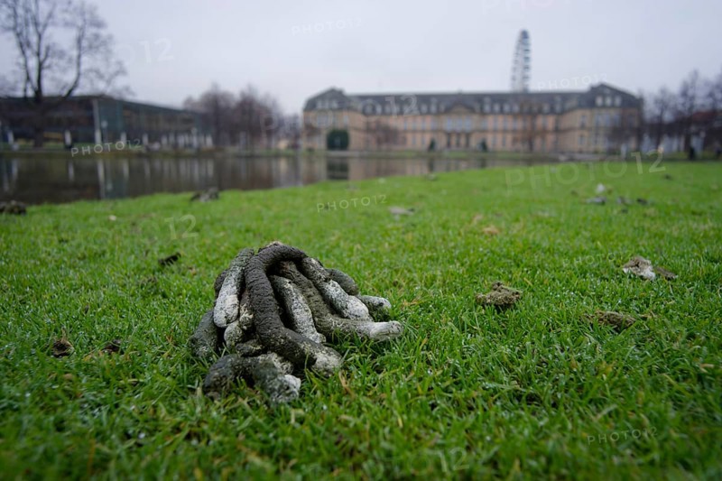 Goose droppings on the banks of the Eckensee, wild goose problem, wild geese, wild goose, Nile goose, Nile geese, bird droppings, disgust, droppings, waterfowl, ducks, geese, pond, castle garden, Stuttgart, Germany, Europe