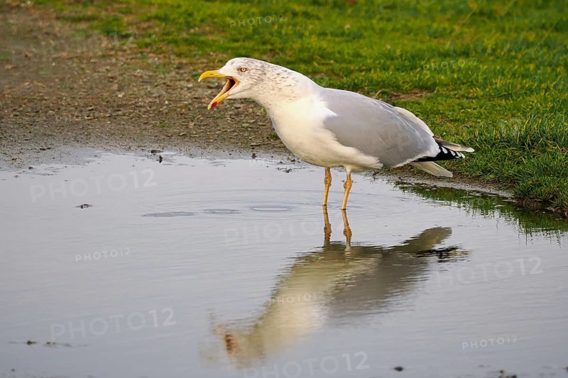 Screaming gull (Larinae), Brouwersdam, province of South Holland, Netherlands