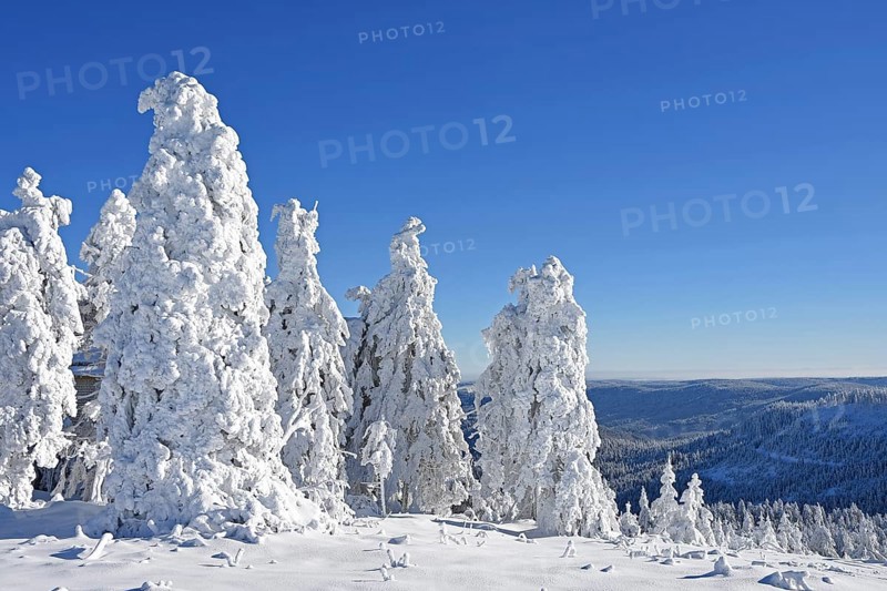 Winter landscape, trees with hoarfrost, Hornisgrinde, Central Black Forest nature park Park, Ortenaukreis, Northern Black Forest, Baden-Württemberg, Germany, Europe